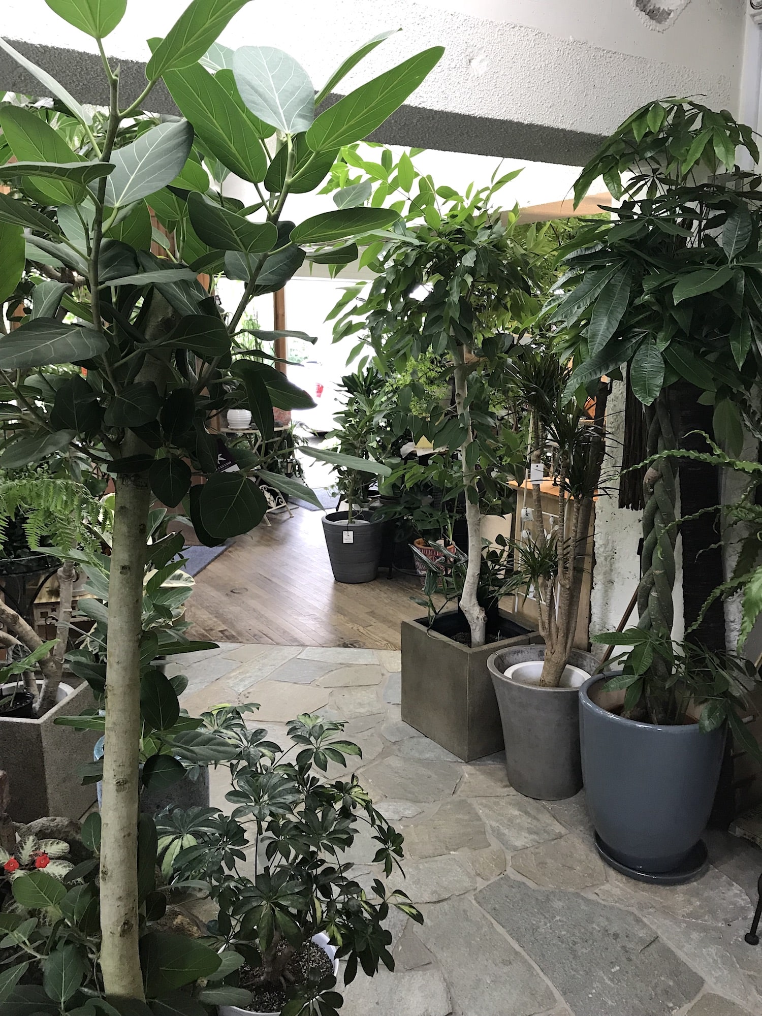 観葉植物専門店 リトルファンタジーに行ってみた 京都でオススメの穏やかな雰囲気の観葉植物専門店 リアログ
